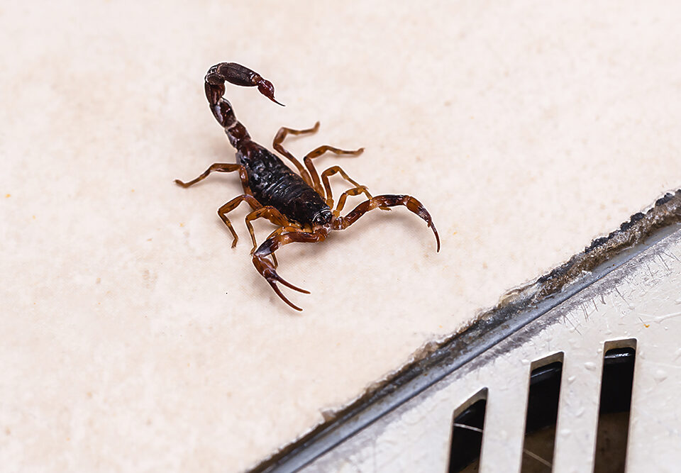 Imagem de um escorpião próximo a um ralo, ilustrando o risco de infestação por escorpiões em residências e a importância de proteção com válvulas e ralos adequados.